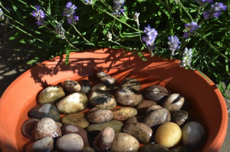 Bee bowl